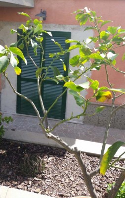 Agrumi1.jpg (112.72 KiB) Osservato 1436 volte Agrumi1.jpg