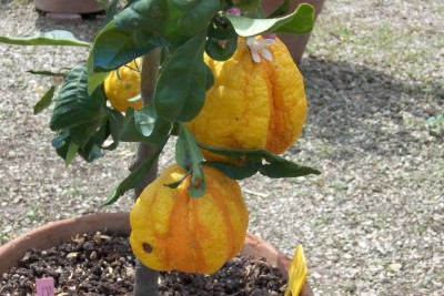 12911207101-900x600.jpg (179.23 KiB) Osservato 739 volte 12911207101-900x600.jpg