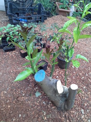 20160506_183851.jpg (351.09 KiB) Osservato 851 volte 20160506_183851.jpg