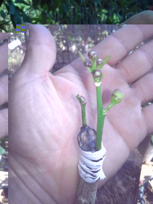 20160607_091532.jpg (74.36 KiB) Osservato 737 volte 20160607_091532.jpg