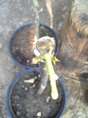 20160607_091608.jpg (68.84 KiB) Osservato 737 volte 20160607_091608.jpg