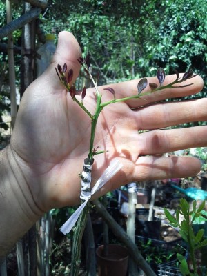 20160607_113749.jpg (118.93 KiB) Osservato 728 volte 20160607_113749.jpg