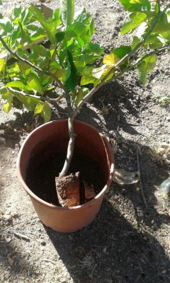 IMG-20160729-WA0004.jpg (144.47 KiB) Osservato 2816 volte IMG-20160729-WA0004.jpg