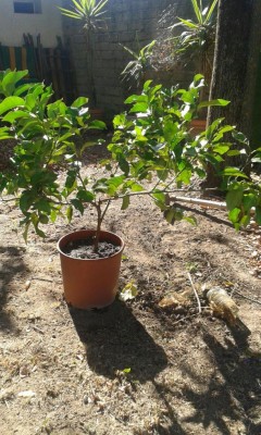 IMG-20160729-WA0005.jpg (158.17 KiB) Osservato 2816 volte IMG-20160729-WA0005.jpg