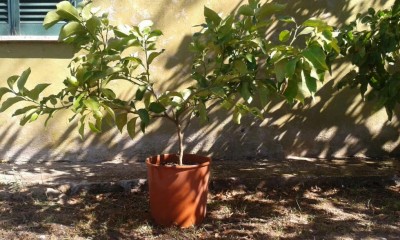 IMG-20160729-WA0006.jpg (128.61 KiB) Osservato 2816 volte IMG-20160729-WA0006.jpg