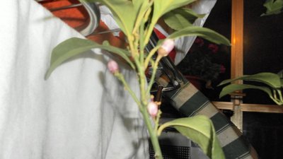 limone6.jpg (152.82 KiB) Osservato 4275 volte limone6.jpg