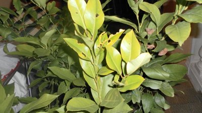 limone3.jpg (192.02 KiB) Osservato 4275 volte limone3.jpg