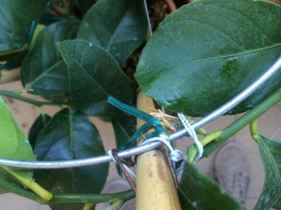 image.jpeg (84.98 KiB) Osservato 1076 volte image.jpeg