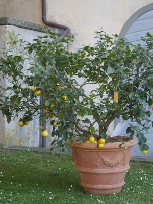 esempio di esemplare di Limone in vaso / limone in vaso.JPG limone in vaso.JPG