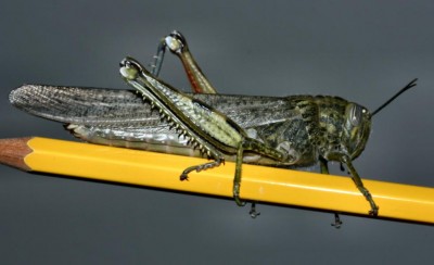 Anacridium_aegyptium1.jpg (50.77 KiB) Osservato 875 volte Anacridium_aegyptium1.jpg