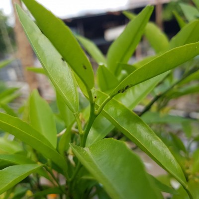 20180428_151437.jpg (77.6 KiB) Osservato 999 volte 20180428_151437.jpg