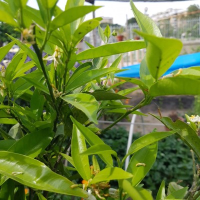 20180428_151446.jpg (132.14 KiB) Osservato 999 volte 20180428_151446.jpg