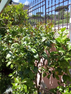 IMG_20180605_123243.jpg (204.97 KiB) Osservato 779 volte IMG_20180605_123243.jpg