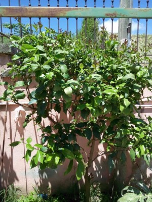 IMG_20180605_123300.jpg (190.75 KiB) Osservato 779 volte IMG_20180605_123300.jpg