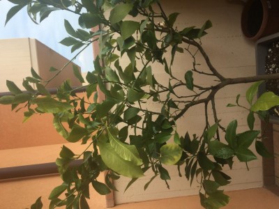 5F4E4C9E-E240-476C-AFF5-42F82AB057F0.jpeg (101.52 KiB) Osservato 735 volte 5F4E4C9E-E240-476C-AFF5-42F82AB057F0.jpeg