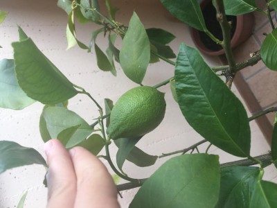 Limone più “grande” / 06430267-6594-4801-B052-C4B3F6193447.jpeg 06430267-6594-4801-B052-C4B3F6193447.jpeg