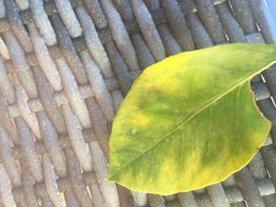 Foglia appena caduta / image.jpg image.jpg