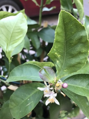 IMG_2464.JPG (120.87 KiB) Osservato 3844 volte IMG_2464.JPG