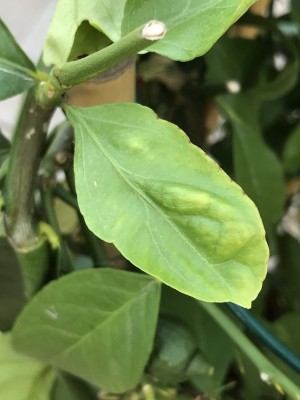 IMG_2465.JPG (96.89 KiB) Osservato 3844 volte IMG_2465.JPG