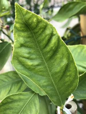 IMG_2466.JPG (144.14 KiB) Osservato 3844 volte IMG_2466.JPG