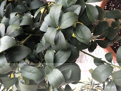 XXHY0520.JPG (114.38 KiB) Osservato 492 volte XXHY0520.JPG