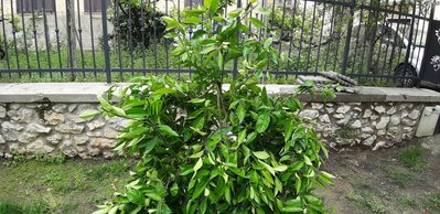 20190512_113739.jpg (161.67 KiB) Osservato 601 volte 20190512_113739.jpg