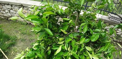 20190512_113742.jpg (157.7 KiB) Osservato 601 volte 20190512_113742.jpg