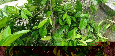 20190512_113747.jpg (145.2 KiB) Osservato 601 volte 20190512_113747.jpg