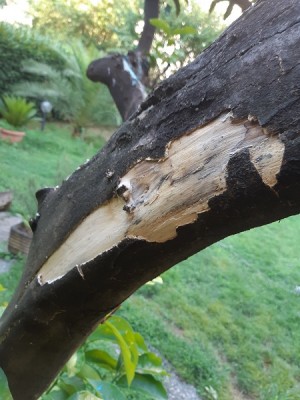 SCORTECCIAMENTO / 2.jpg 2.jpg