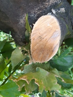 POTATURA / 3.jpg 3.jpg