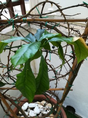 WhatsApp Image 2019-08-31 at 10.56.55.jpeg (112.36 KiB) Osservato 459 volte WhatsApp Image 2019-08-31 at 10.56.55.jpeg