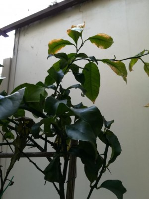 WhatsApp Image 2019-08-31 at 10.56.56.jpeg (64.33 KiB) Osservato 459 volte WhatsApp Image 2019-08-31 at 10.56.56.jpeg