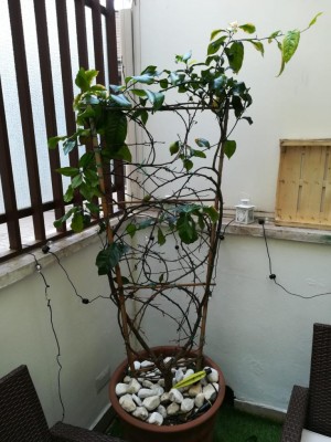 WhatsApp Image 2019-08-31 at 10.56.57.jpeg (110.22 KiB) Osservato 459 volte WhatsApp Image 2019-08-31 at 10.56.57.jpeg