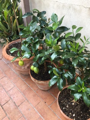 2B916968-9B90-443D-BACF-5468ECFDB6DB.jpeg (139.71 KiB) Osservato 504 volte 2B916968-9B90-443D-BACF-5468ECFDB6DB.jpeg