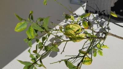 15717426553118889200460014600308.jpg (96.31 KiB) Osservato 495 volte 15717426553118889200460014600308.jpg