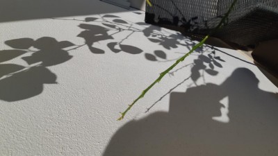 15717427210636119790140869486121.jpg (66.24 KiB) Osservato 495 volte 15717427210636119790140869486121.jpg