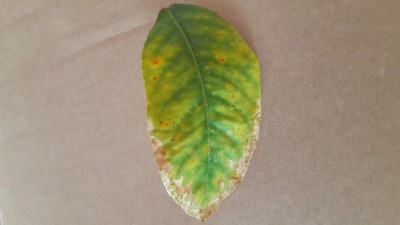 15717427603105883972131489041903.jpg (46.28 KiB) Osservato 495 volte 15717427603105883972131489041903.jpg