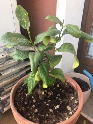 WhatsApp Image 2020-04-02 at 20.48.32.jpeg (105.85 KiB) Osservato 503 volte WhatsApp Image 2020-04-02 at 20.48.32.jpeg