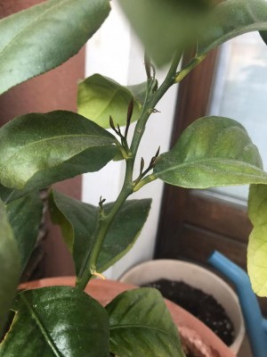 WhatsApp Image 2020-04-02 at 20.48.32 (1).jpeg (70.83 KiB) Osservato 503 volte WhatsApp Image 2020-04-02 at 20.48.32 (1).jpeg