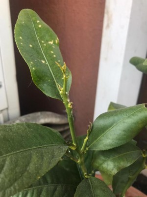 WhatsApp Image 2020-04-02 at 20.48.33.jpeg (67.02 KiB) Osservato 503 volte WhatsApp Image 2020-04-02 at 20.48.33.jpeg