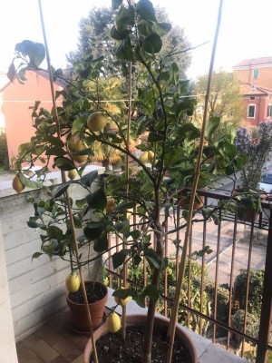 WhatsApp Image 2020-04-04 at 18.32.28.jpeg (147.04 KiB) Osservato 566 volte WhatsApp Image 2020-04-04 at 18.32.28.jpeg