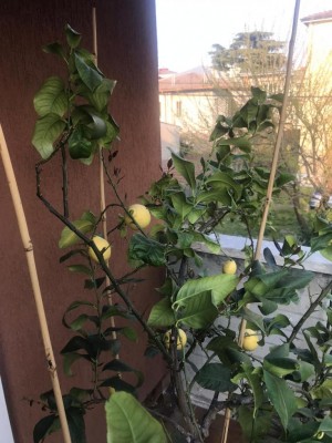 WhatsApp Image 2020-04-04 at 18.32.29.jpeg (110.73 KiB) Osservato 566 volte WhatsApp Image 2020-04-04 at 18.32.29.jpeg