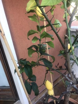 WhatsApp Image 2020-04-04 at 18.32.30.jpeg (103.49 KiB) Osservato 566 volte WhatsApp Image 2020-04-04 at 18.32.30.jpeg