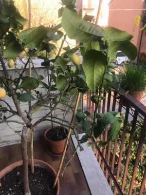 WhatsApp Image 2020-04-04 at 18.32.31.jpeg (127.97 KiB) Osservato 566 volte WhatsApp Image 2020-04-04 at 18.32.31.jpeg