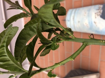 Ecco le foglie in basso si possono notare alcune di queste secche e mai cresciute alcune invece crescono storte e accartocciate / image.jpg image.jpg