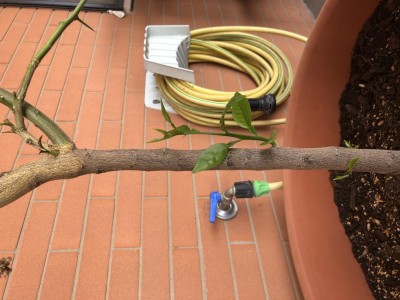 Qui si nota benissimo il taglio dell’innesto come prima cosa si nota il cambiamento del colore del tronco e poi si notano le foglie di presunto pompelmo sicuramente portainnesto del mio bergamotto / image.jpg image.jpg