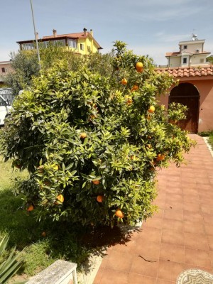 IMG_20200419_120547.jpg (184.98 KiB) Osservato 519 volte IMG_20200419_120547.jpg