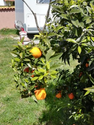 IMG_20200419_120607.jpg (186.97 KiB) Osservato 519 volte IMG_20200419_120607.jpg