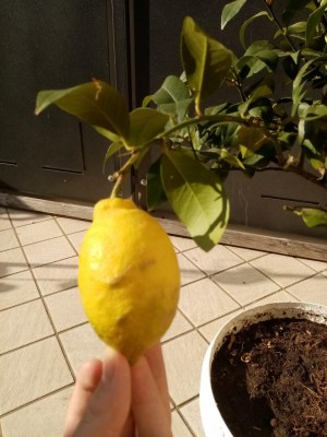 IMG_20200422_175035.jpg (99.18 KiB) Osservato 522 volte IMG_20200422_175035.jpg