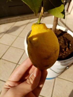 IMG_20200422_175010.jpg (57.88 KiB) Osservato 522 volte IMG_20200422_175010.jpg